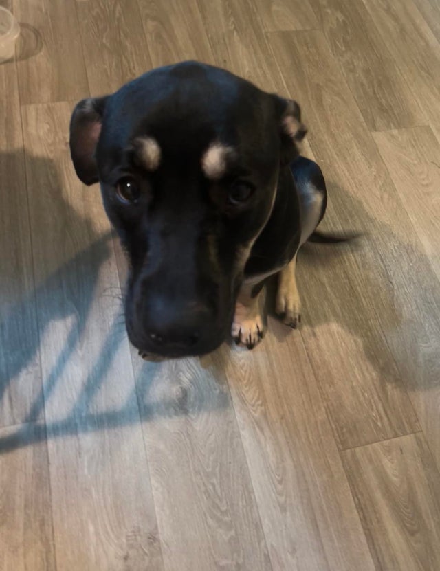 doggo.jpg