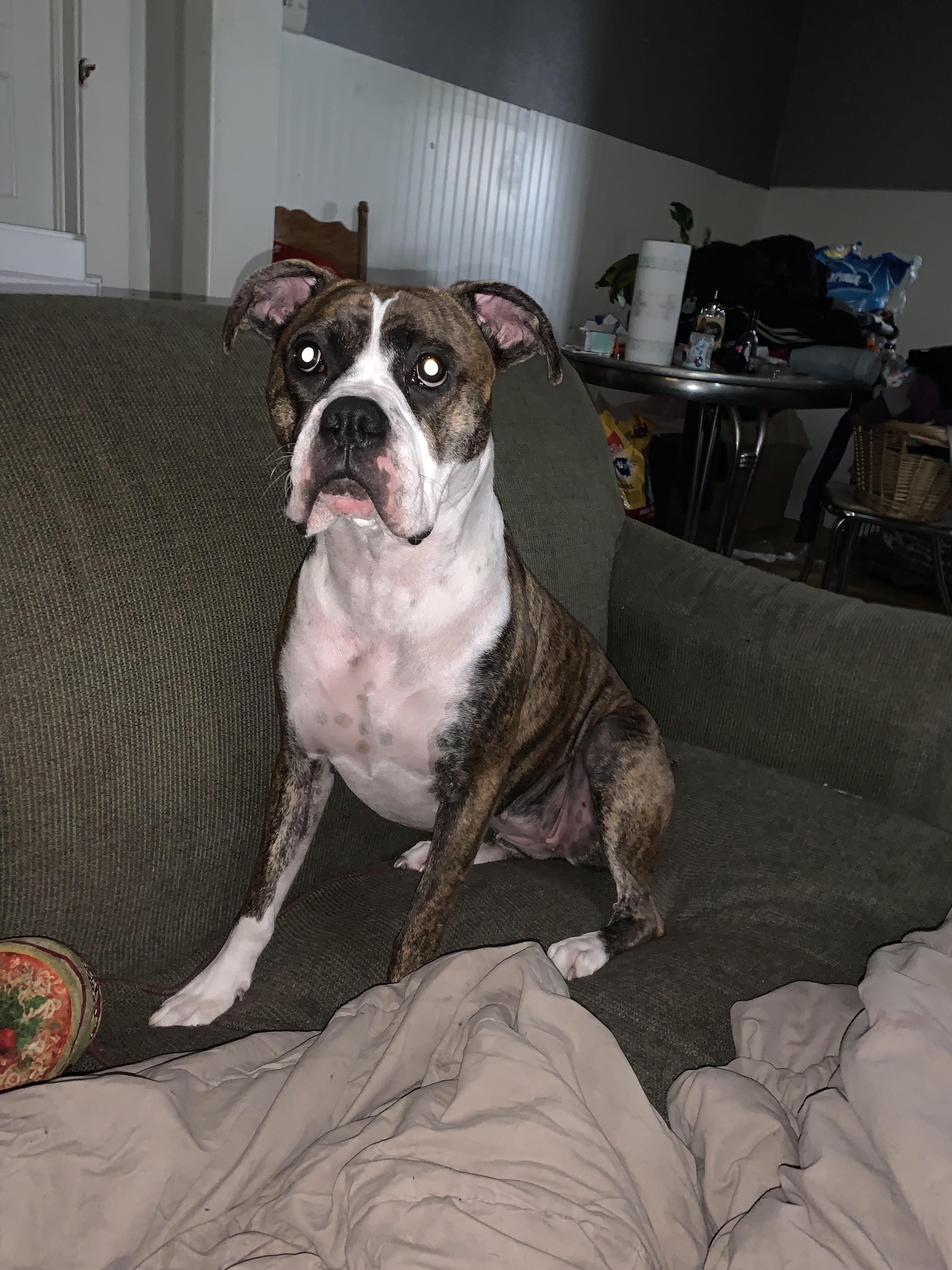 doggo.jpg
