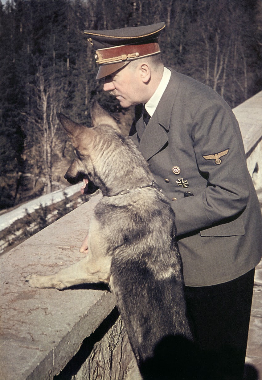 doggo.jpg