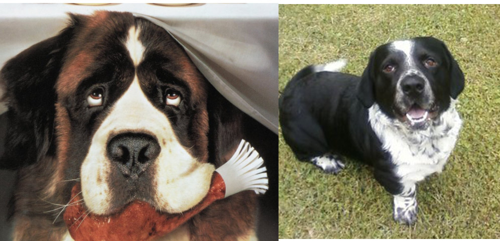 dogs.jpg