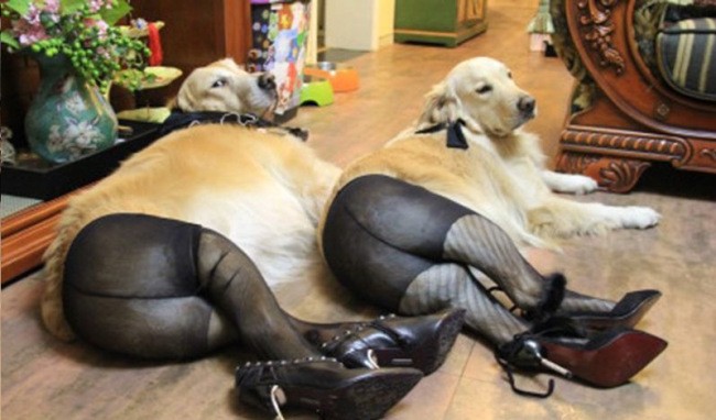dogy.jpg