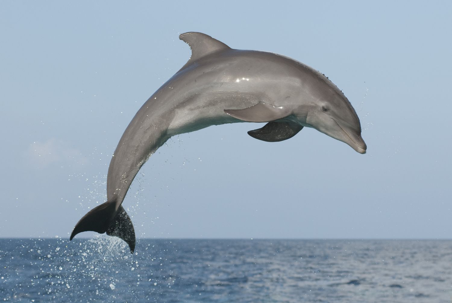 dolphin.jpg