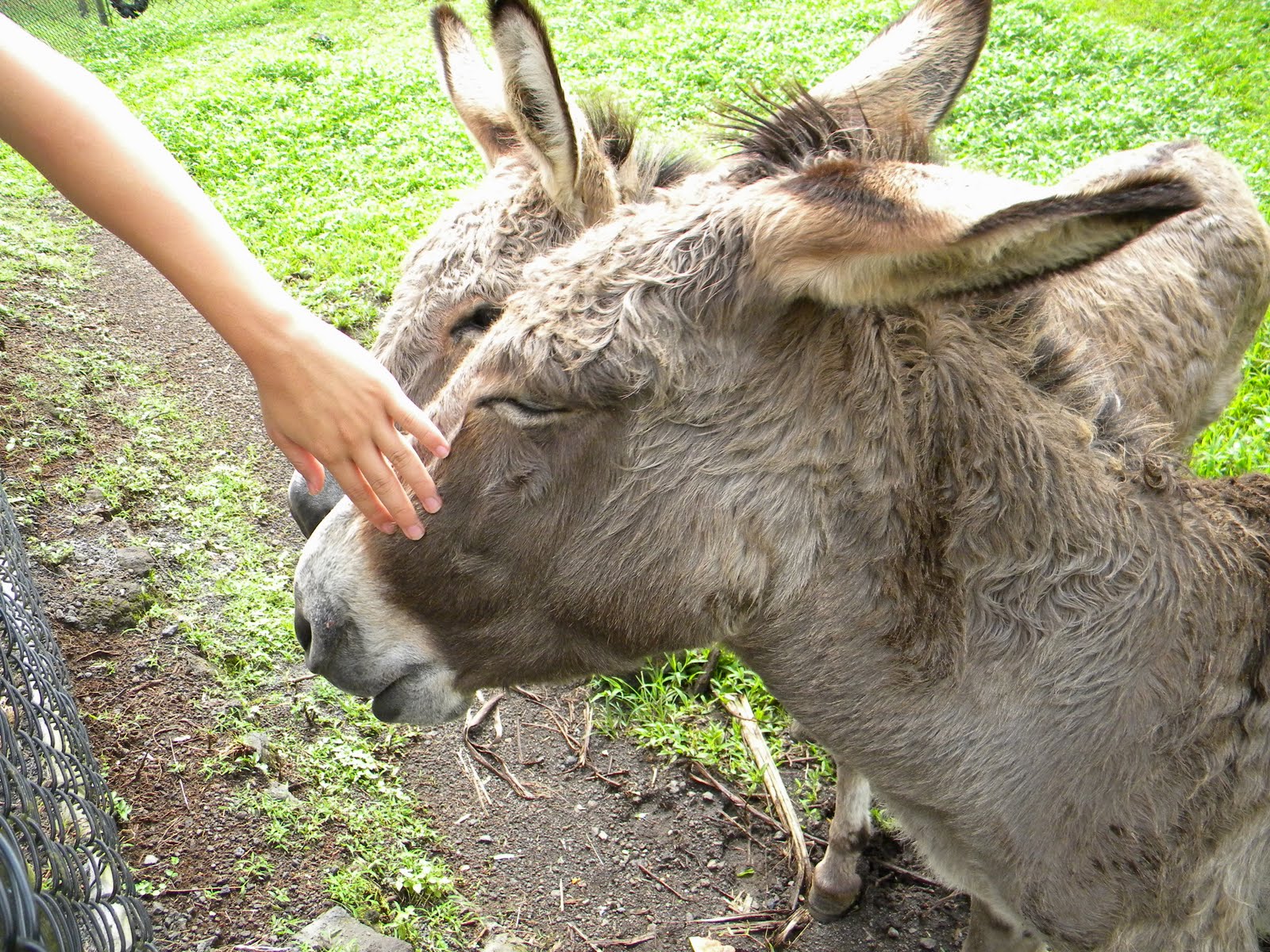 donkeypet.jpg