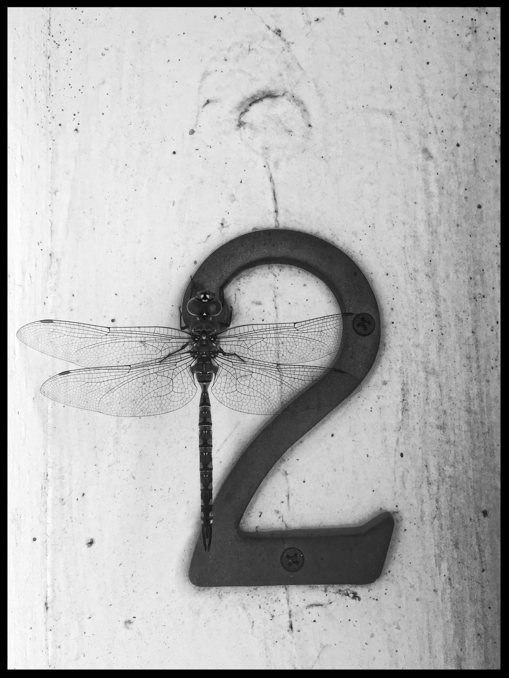 dragonfly.jpg