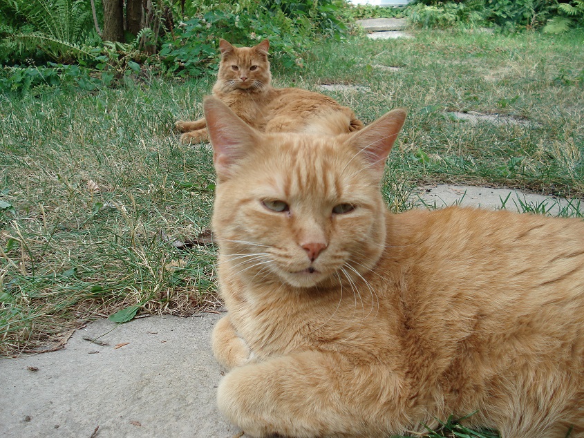 DSC04353.JPG
