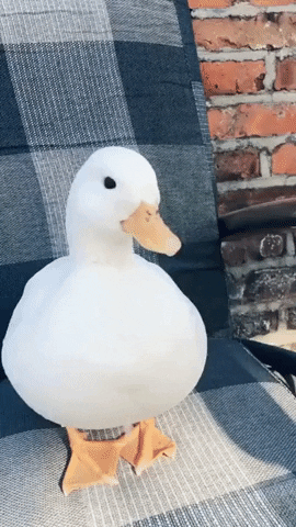 duck button.gif