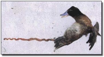 duck.jpg