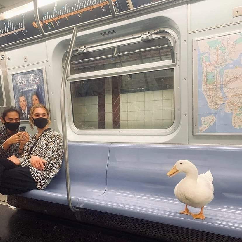 duck.jpg