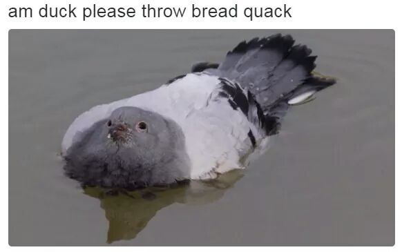 duck quack.jpg