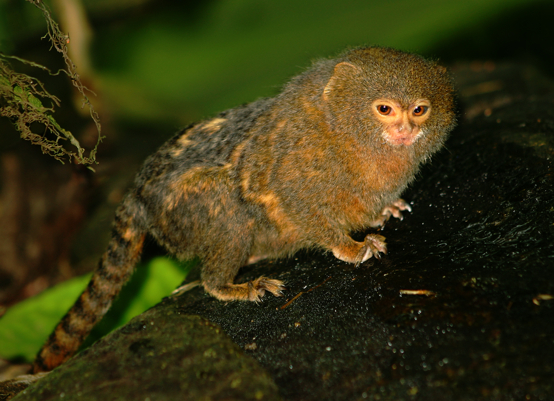 Dværgsilkeabe_Callithrix_pygmaea.jpg