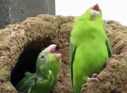 DY1DM.gif