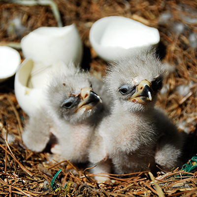 Eaglet.jpg