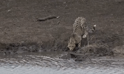 eaten.gif