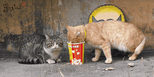 eating popcorn.gif