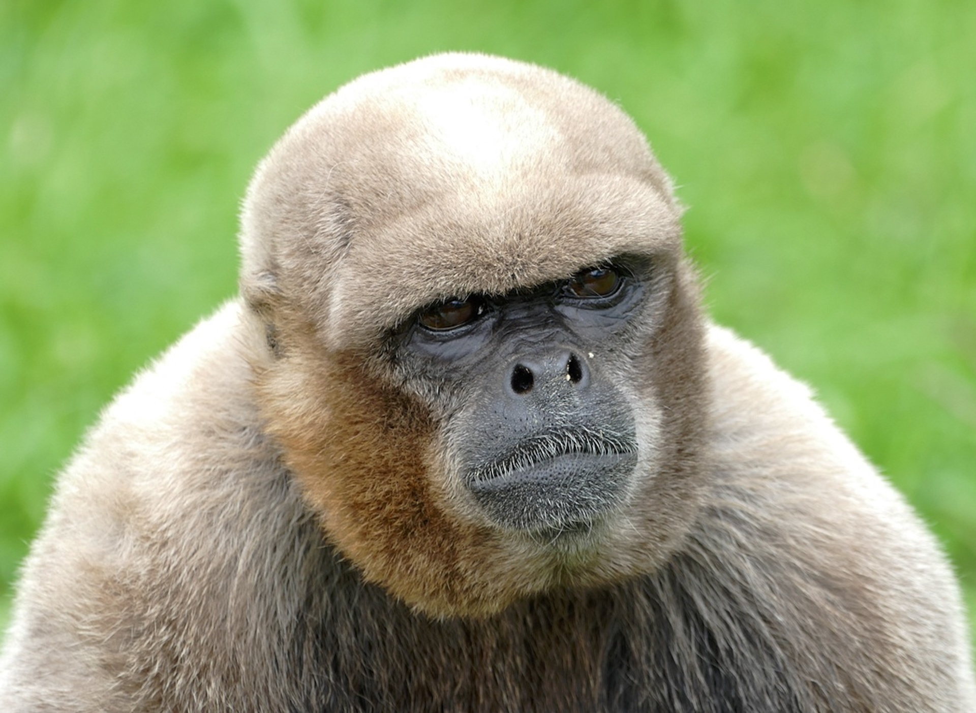 ecuador-common-woolly-monkey-shutterstock.jpeg