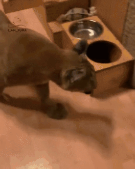 ed7.gif