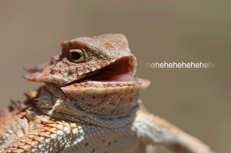 ehehehehehe.gif