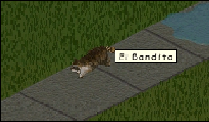 elbandito.png