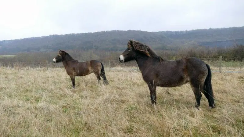 Exmoor-Brighouse Ponies.webp