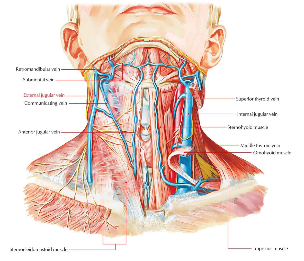 External-Jugular-Vein.webp