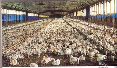 Factory Chickens.jpg