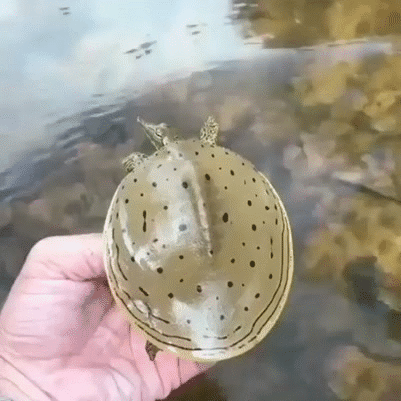 fast turtle.gif