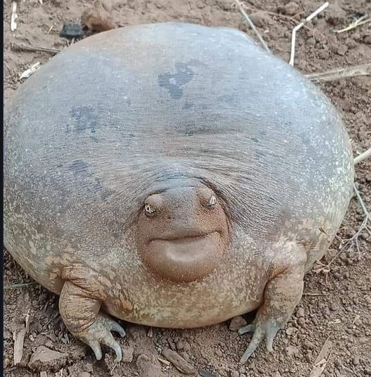 fat frog.JPG