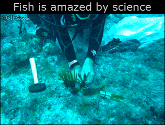 feesh.gif