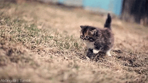 Feline.gif