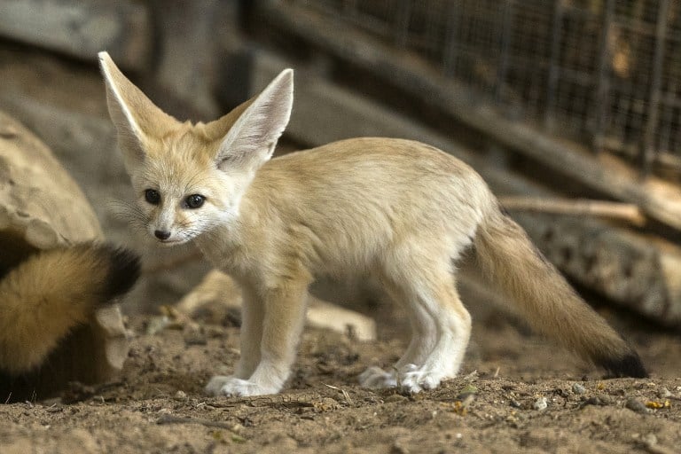 fennec.jpg