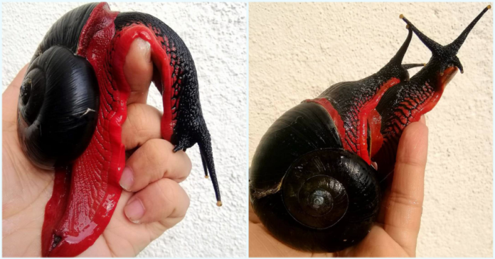 fire snail.png