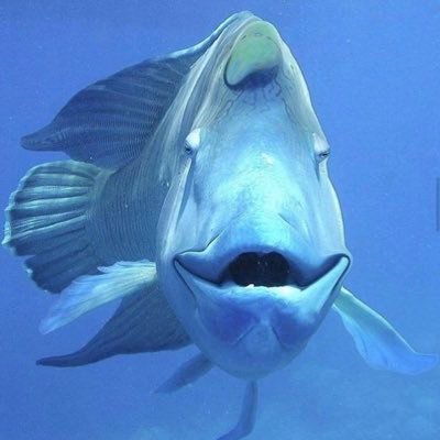 fish.jpg