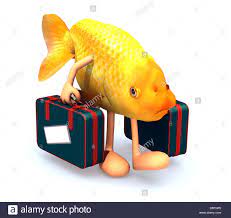 fish.jpg
