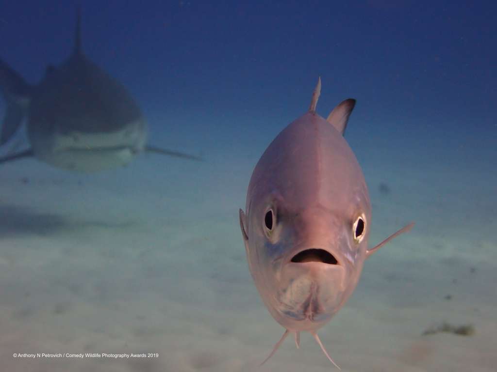 FISH.jpg