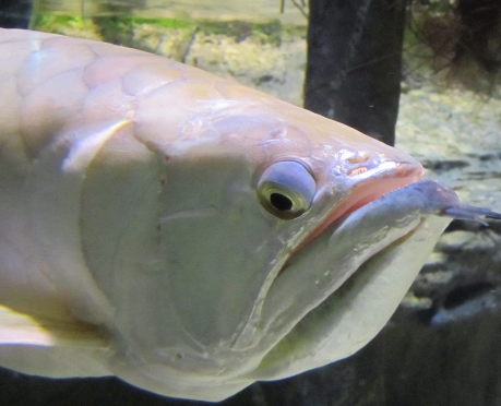 fish.png