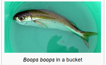 fish1.PNG