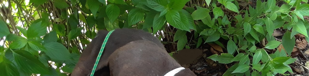 Flora2.png
