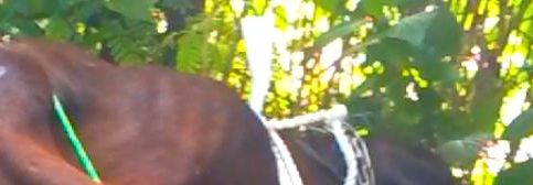 Flora4.png