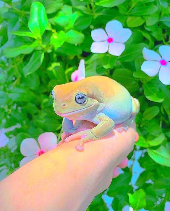 flowerfrog.jpg