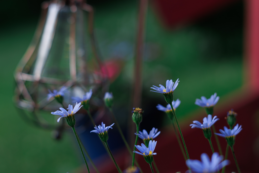 flowerresize.jpg