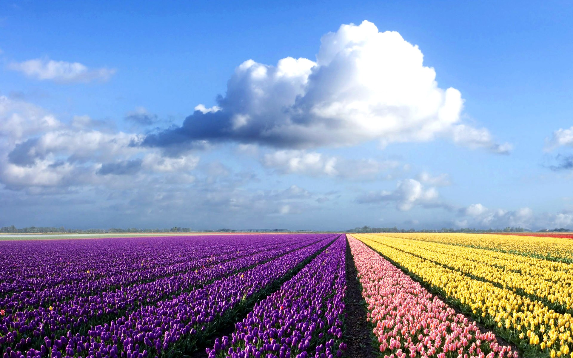 flowers.jpg