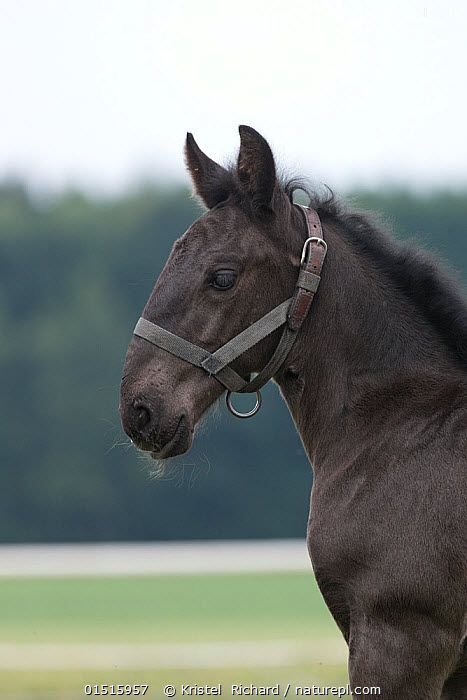 foal.jpg