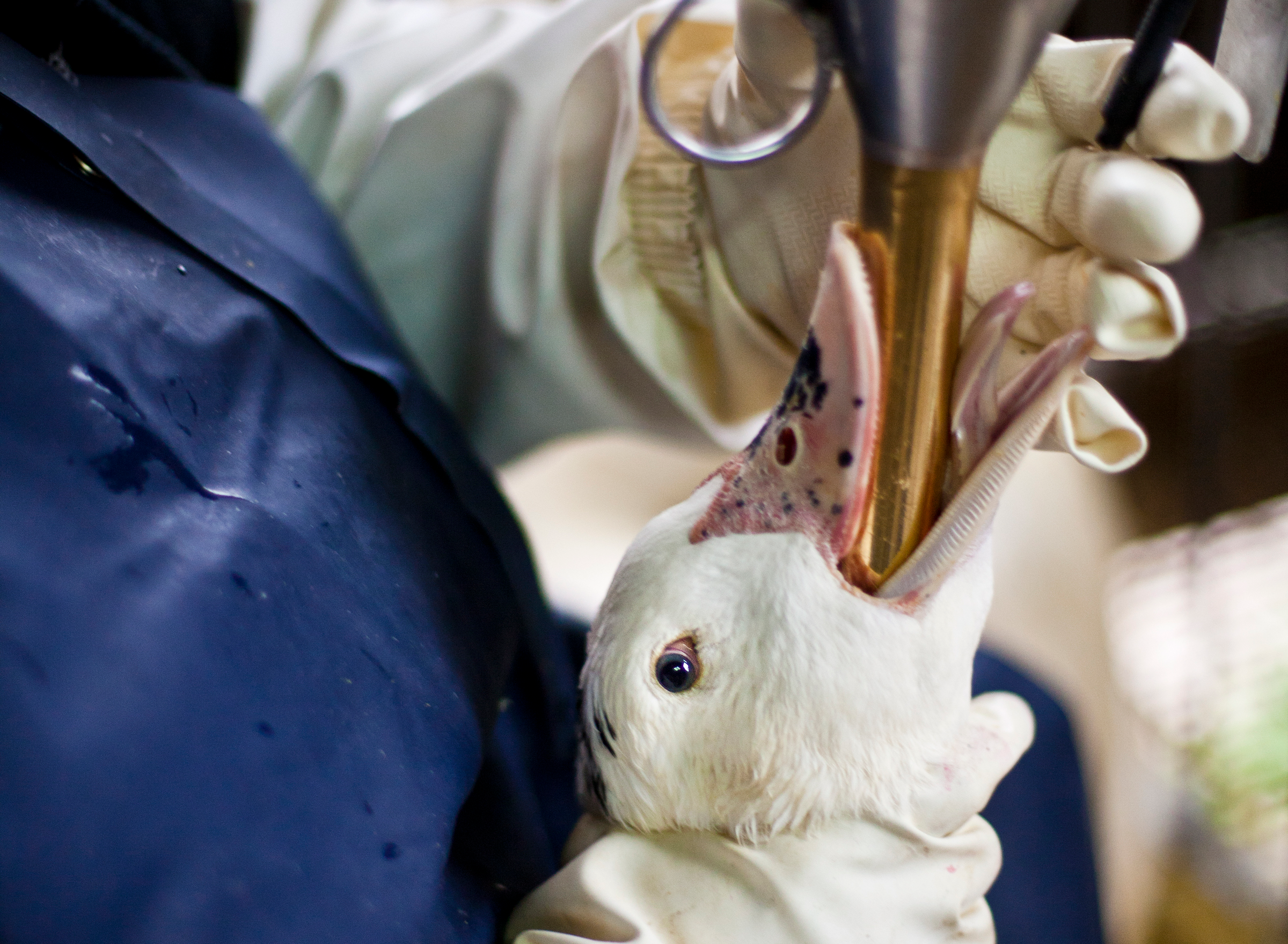 foiegras_pic.png