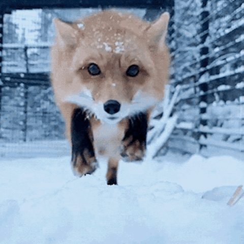 Fox Bite.gif