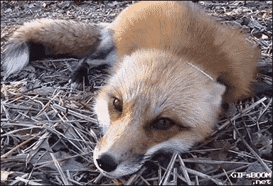 fox-smiling.gif