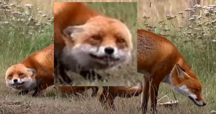 foxes.png