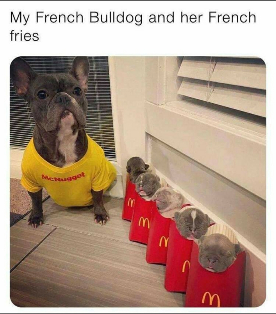 FrenchieAndFries.jpeg