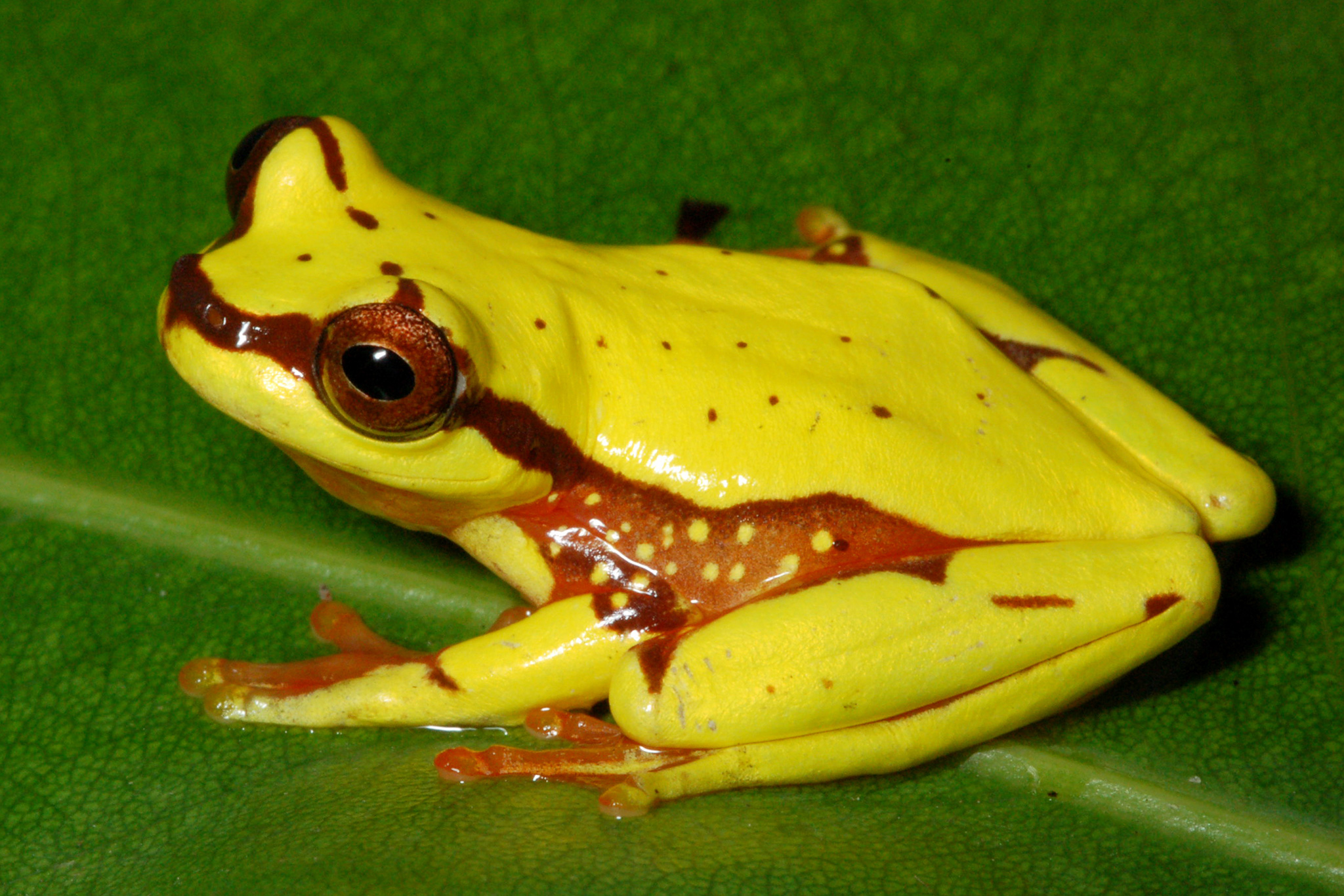 frog-5.jpg