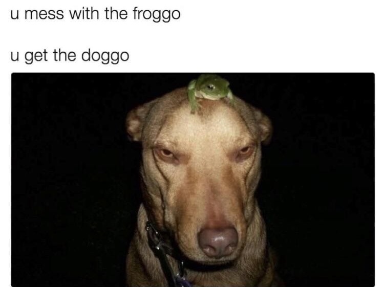 frog and dog.jpeg