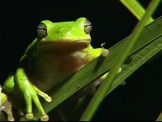 frog gif.gif